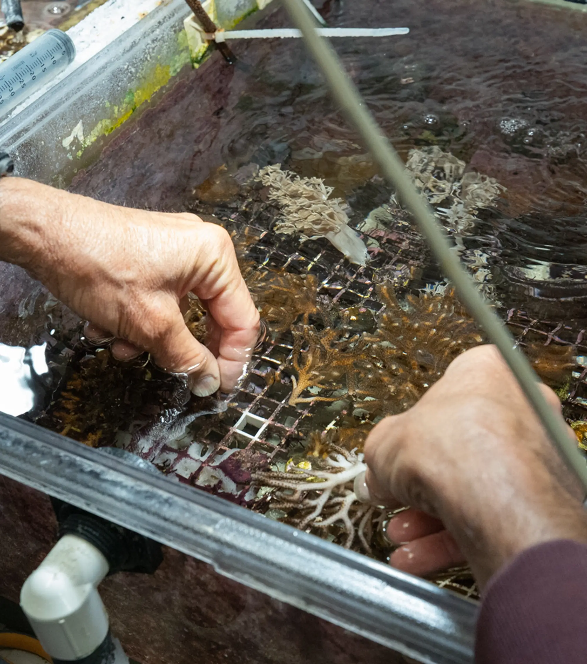 hand working in a marine lab 