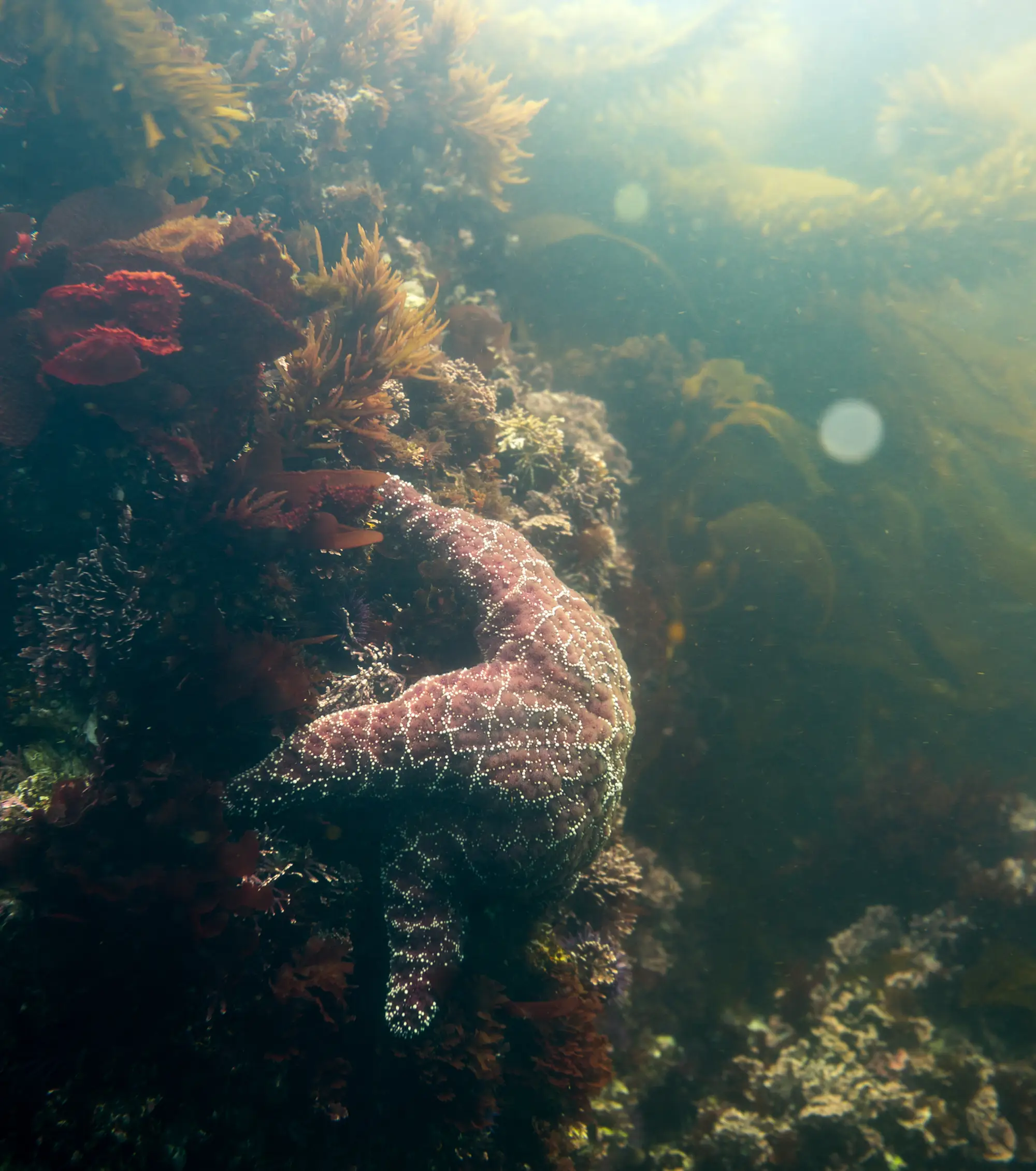 under water view of kelp forest and star fish