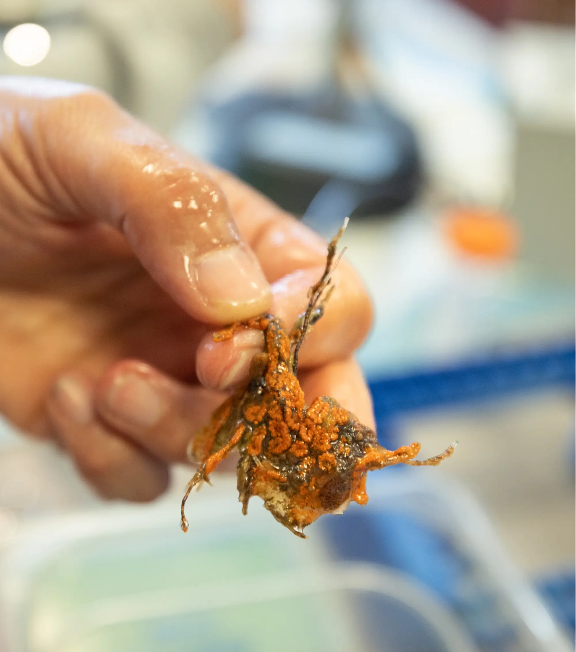 hand holding marine life