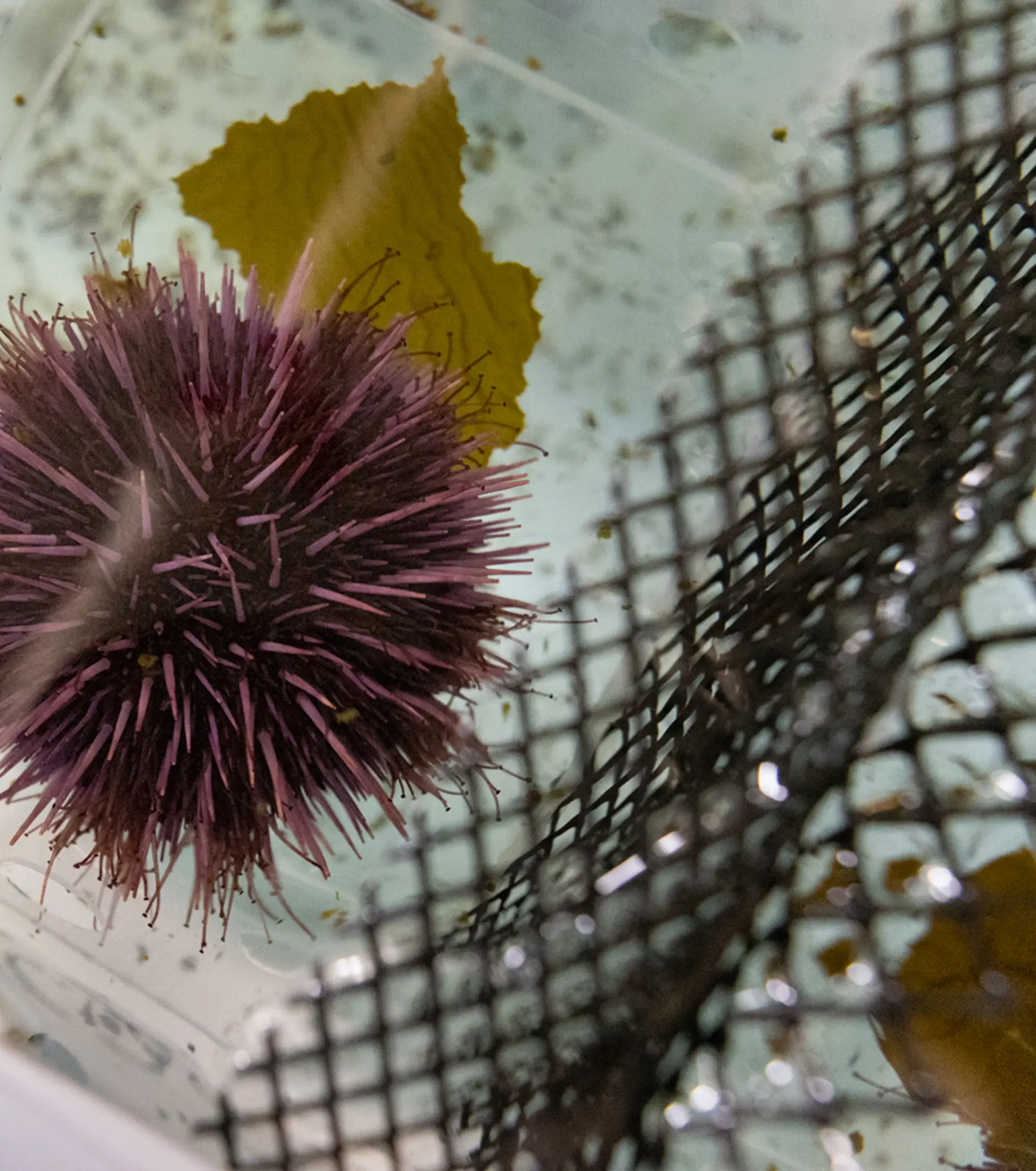 hand working in a marine lab 