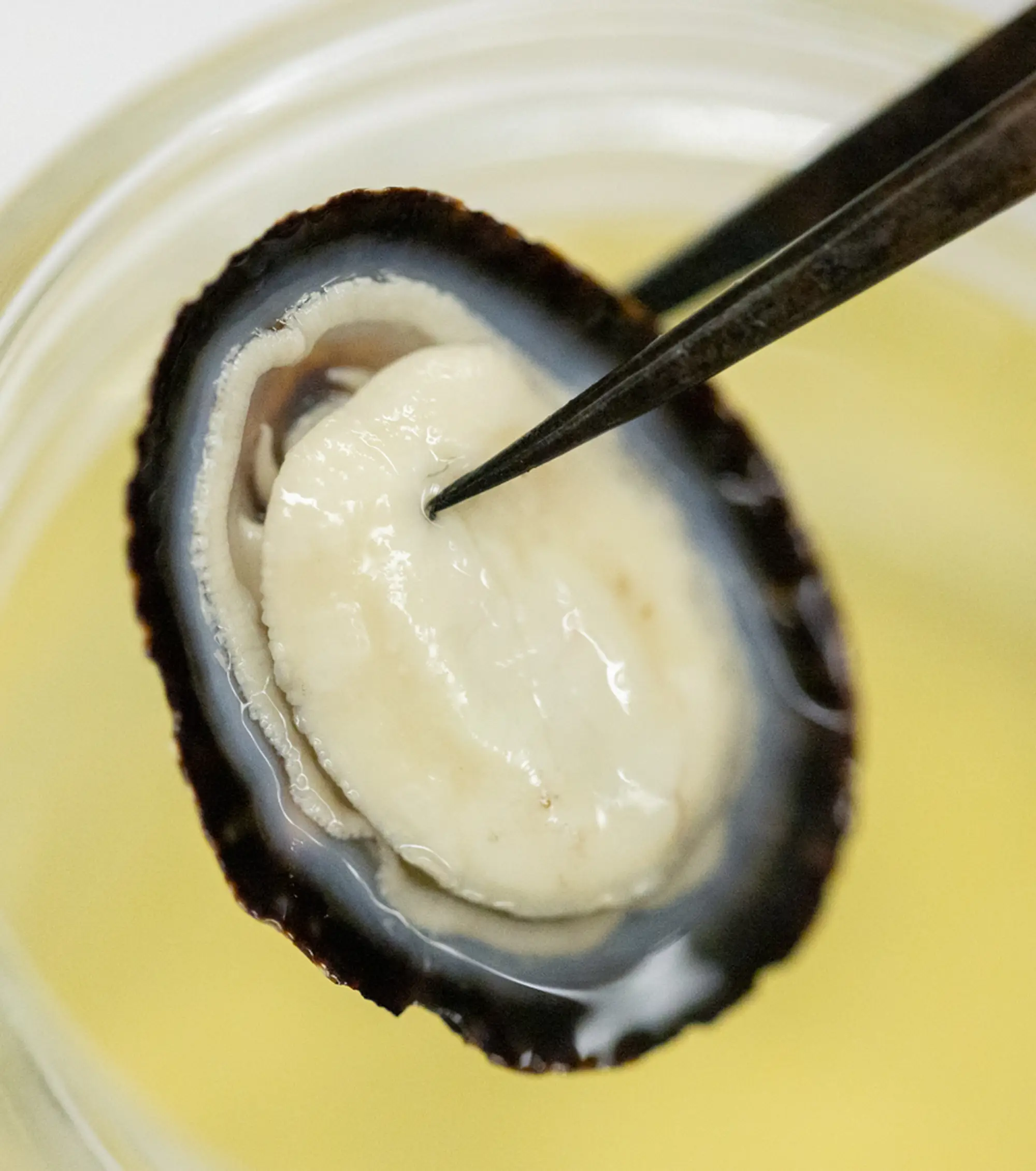 lab tool holding marine life