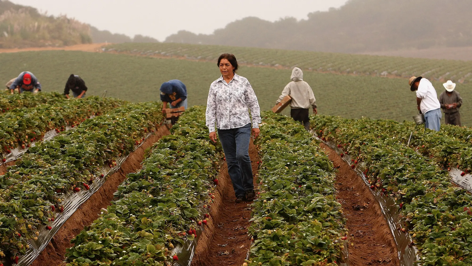 A farmworker walks between rows of strawberries in a field, while behind her six other workers work along nearby rows.