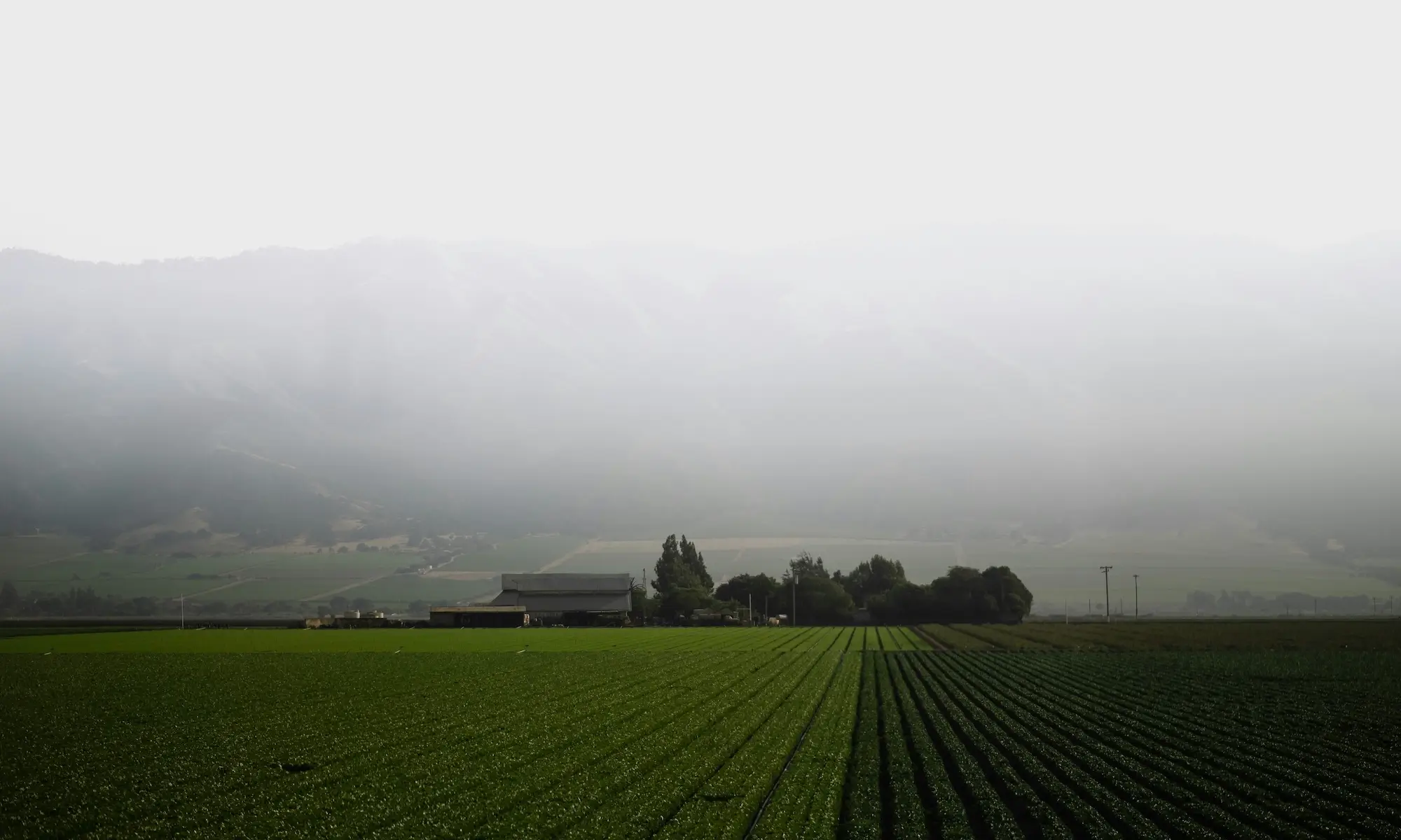 Across a vast, cultivated field sits a farmhouse amid a stand of trees. The sky above is thick fog.