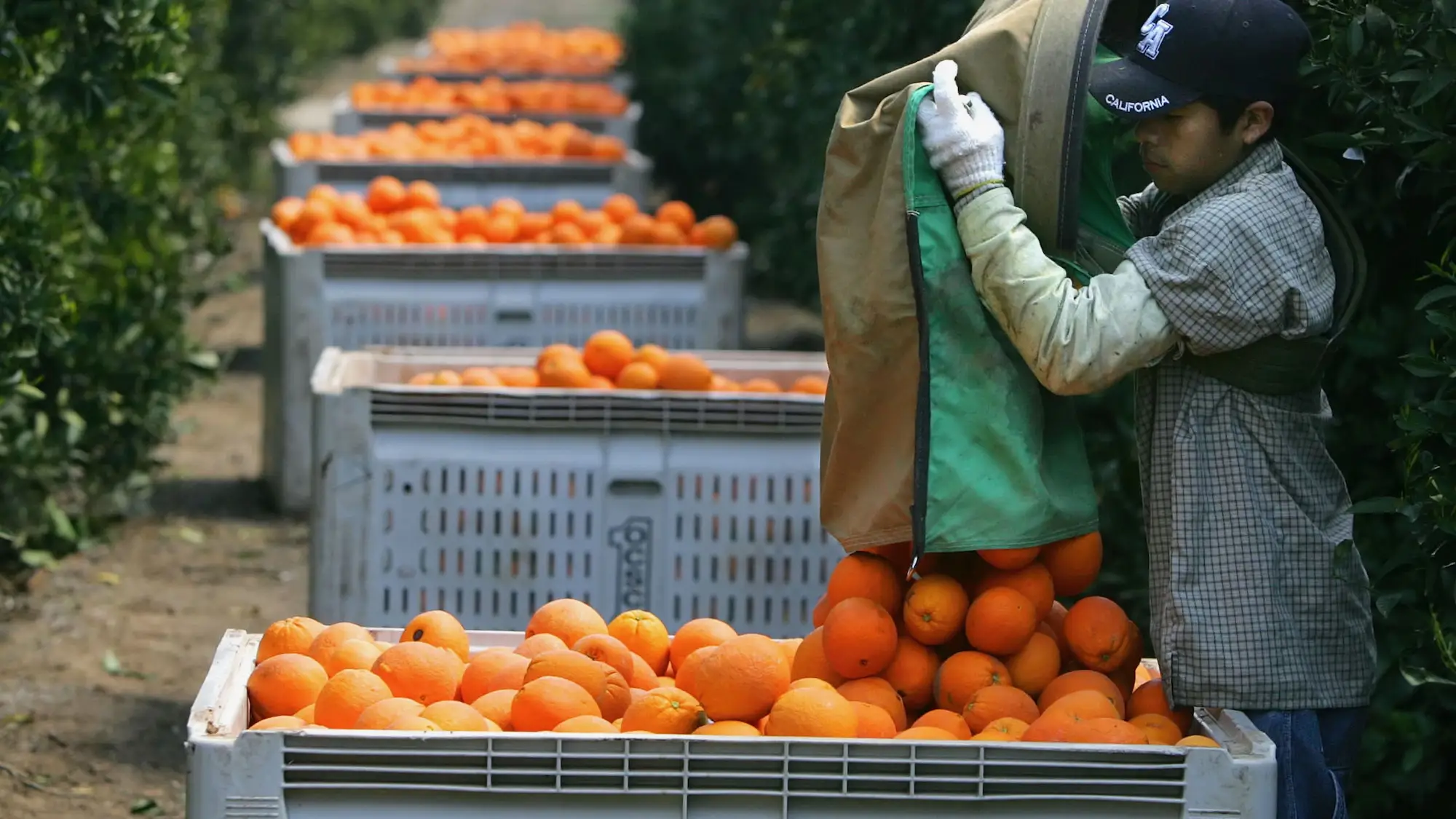 A farm worker dumps a bag of freshly picked oranges into one of a row of large bins lined up in an orchard.