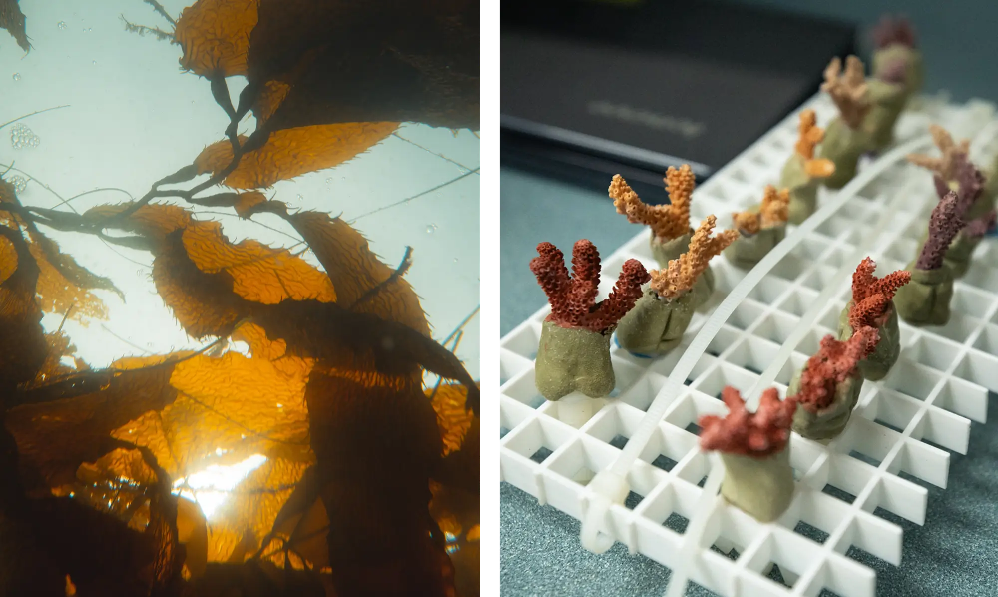 scenes of kelp forest and research from lab