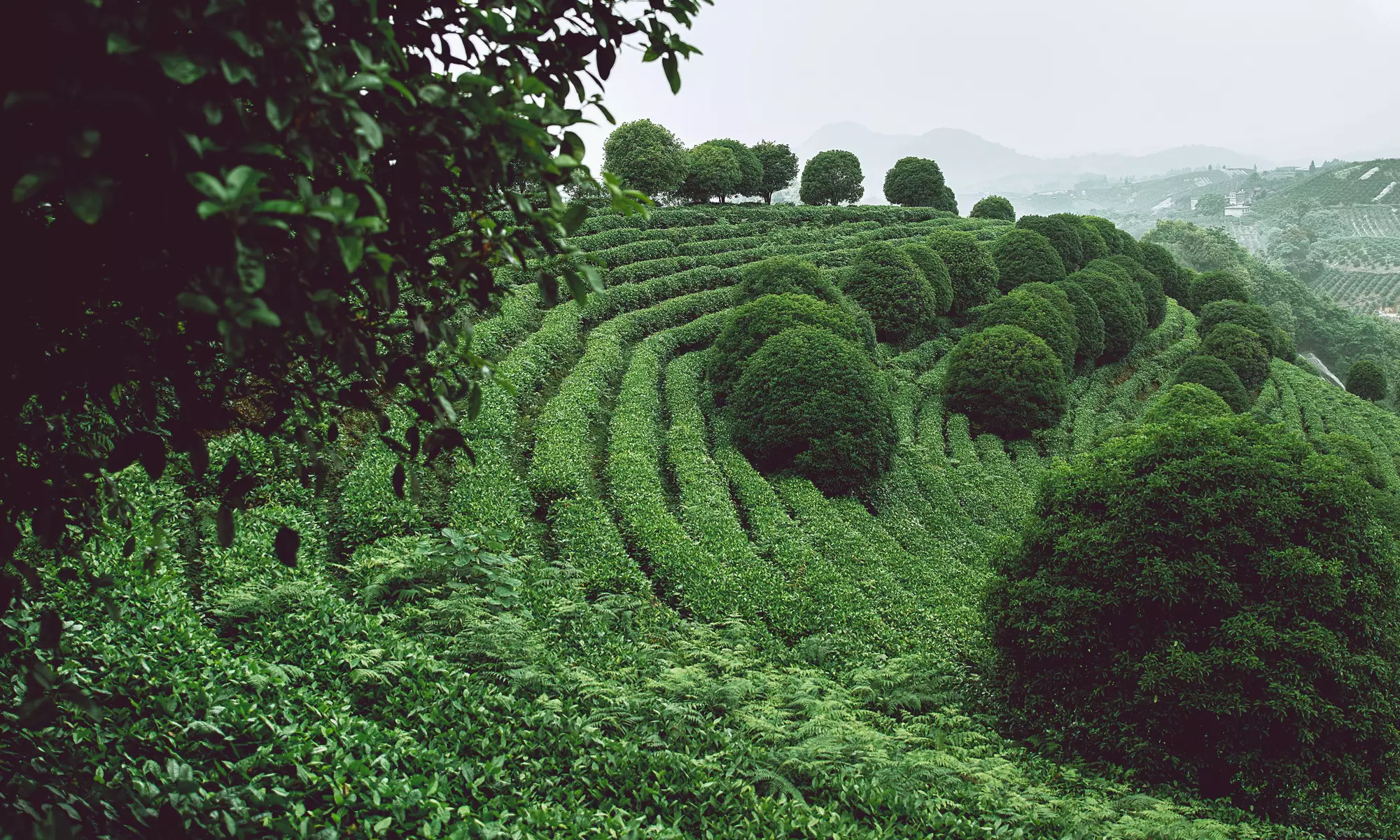 Lush green hills of Guangxi, China