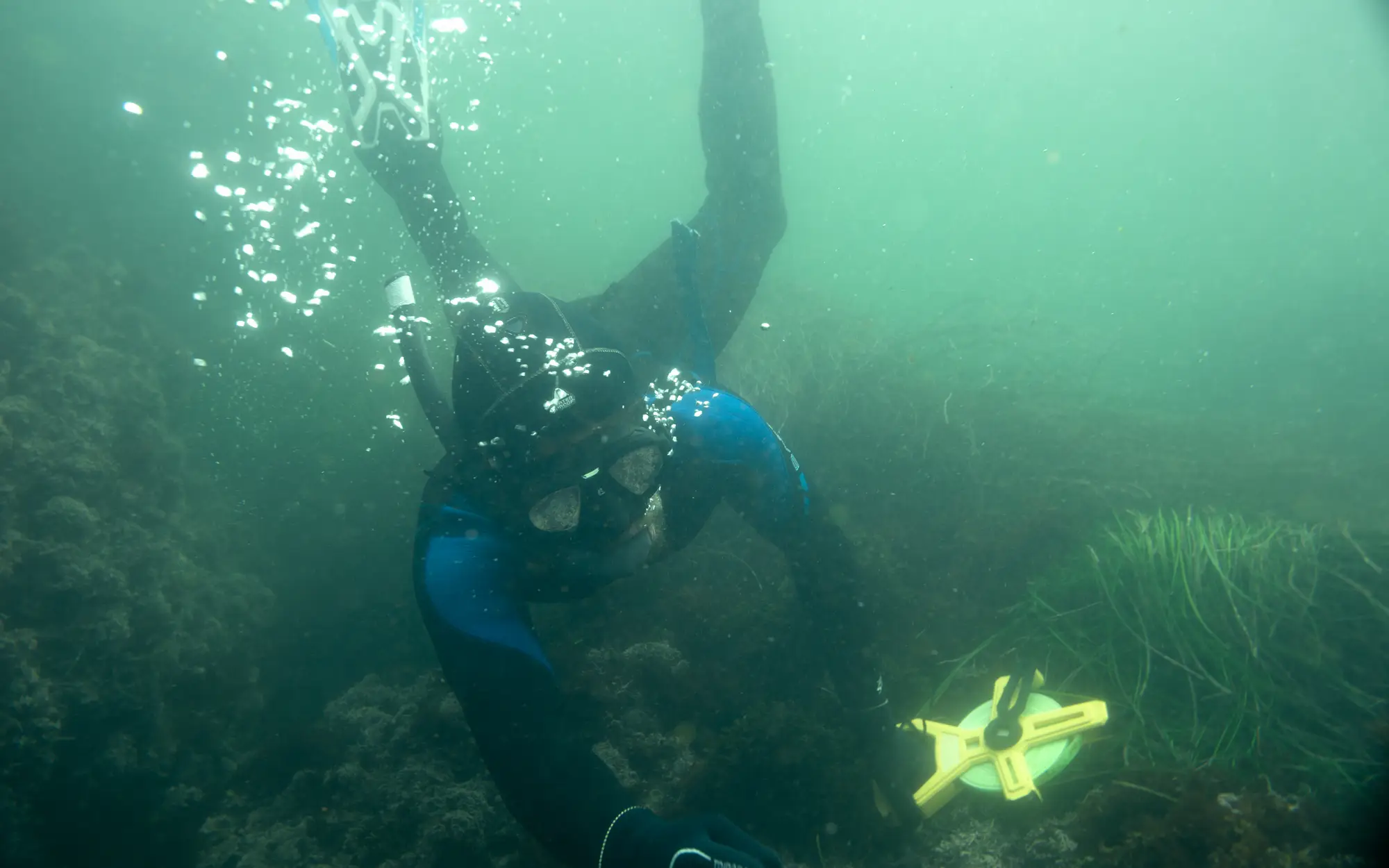 scene of researcher under water in kelp forest