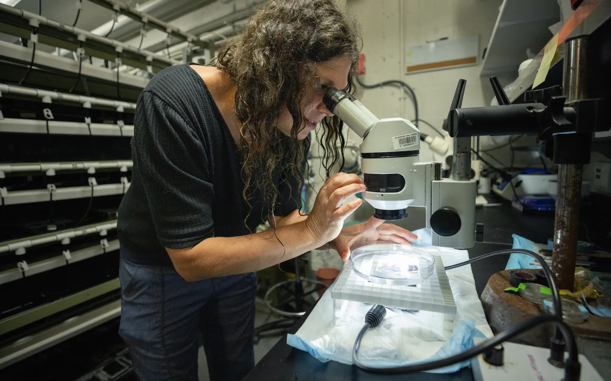 scene of researcher and microscope
