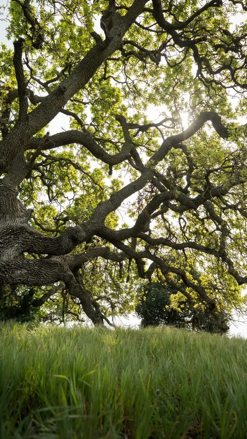 Enormous oak tree in green grass.
