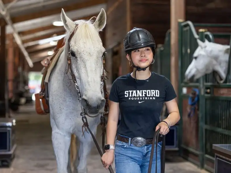 Angeline Yu, in a riding helmet and Stanford Equestrian shirt, leads a saddled white horse by the reins down the aisle of a stable.