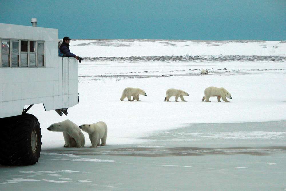 Polar-Bears-and-Tundra-Buggy