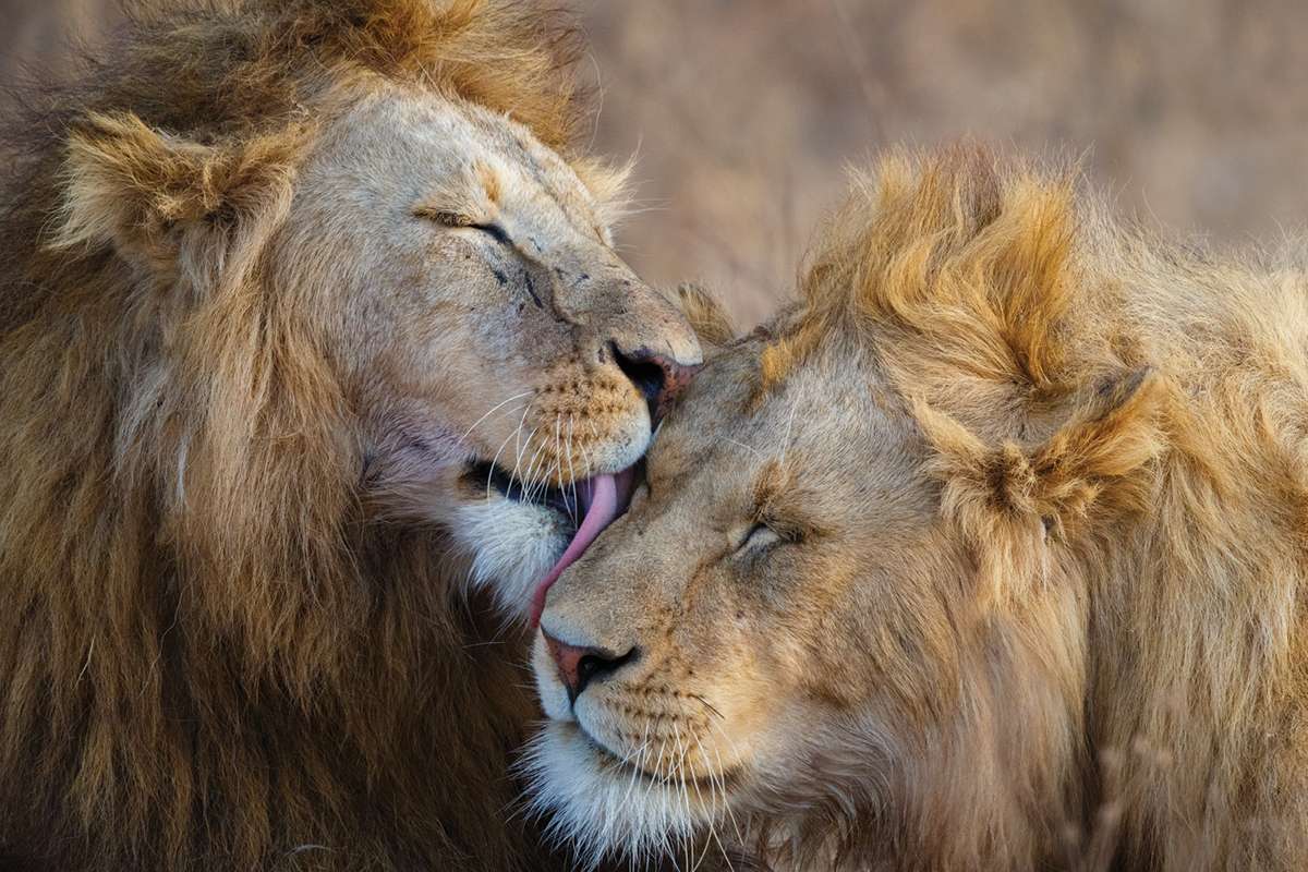 two lions grooming