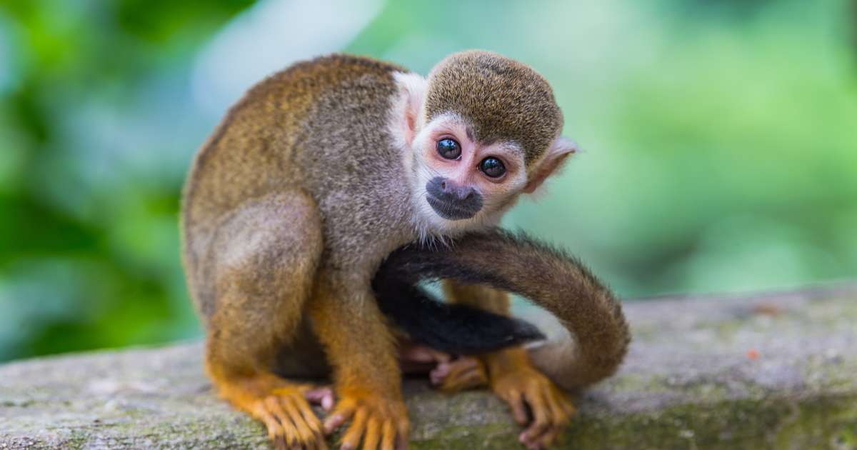 Panama and Costa Rica | Stanford Alumni Association