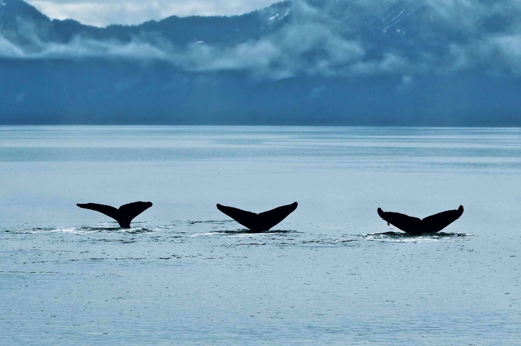 three whales with their tales above water