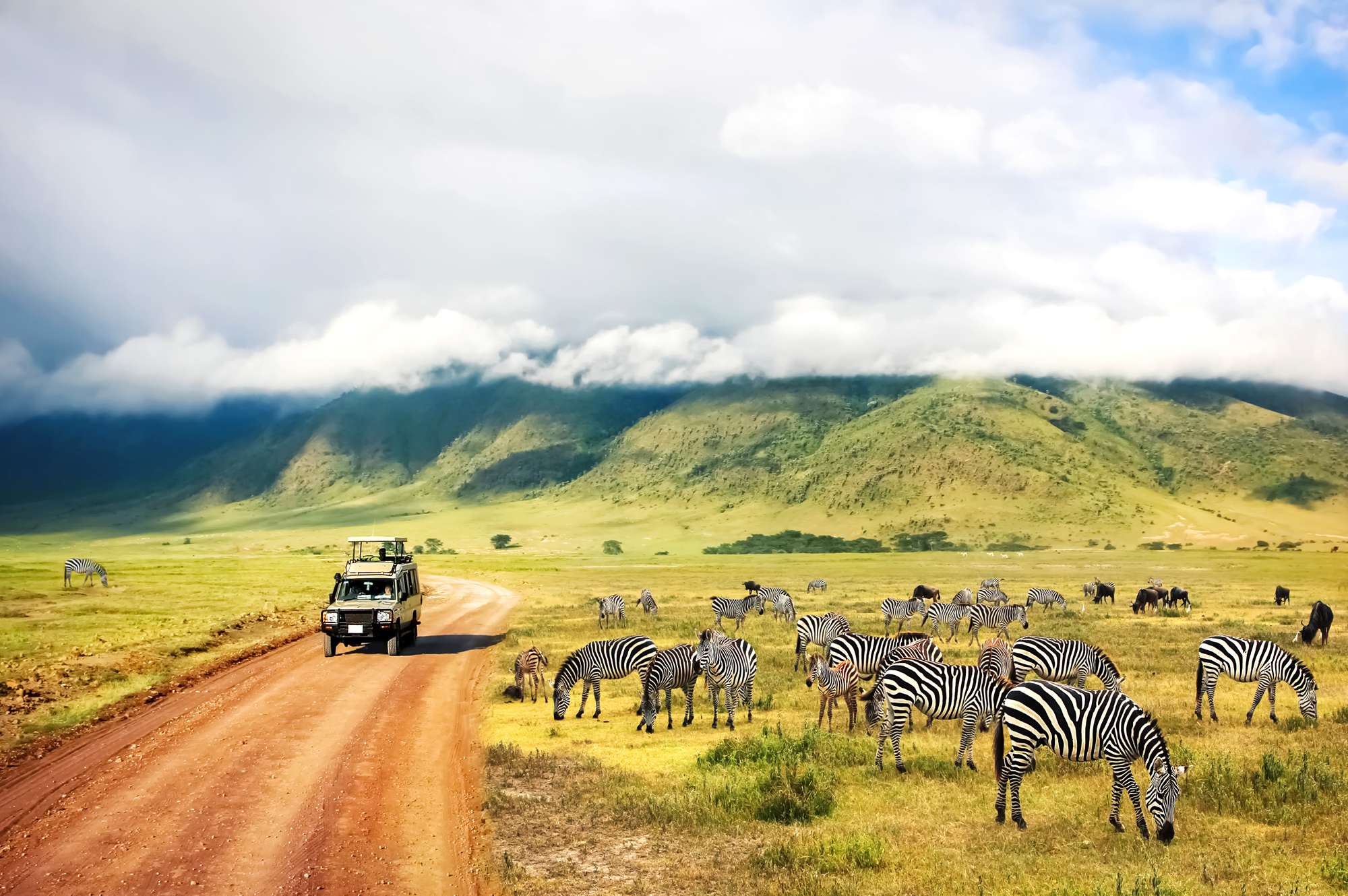 safari drive with many zebras grazing on cloudy day