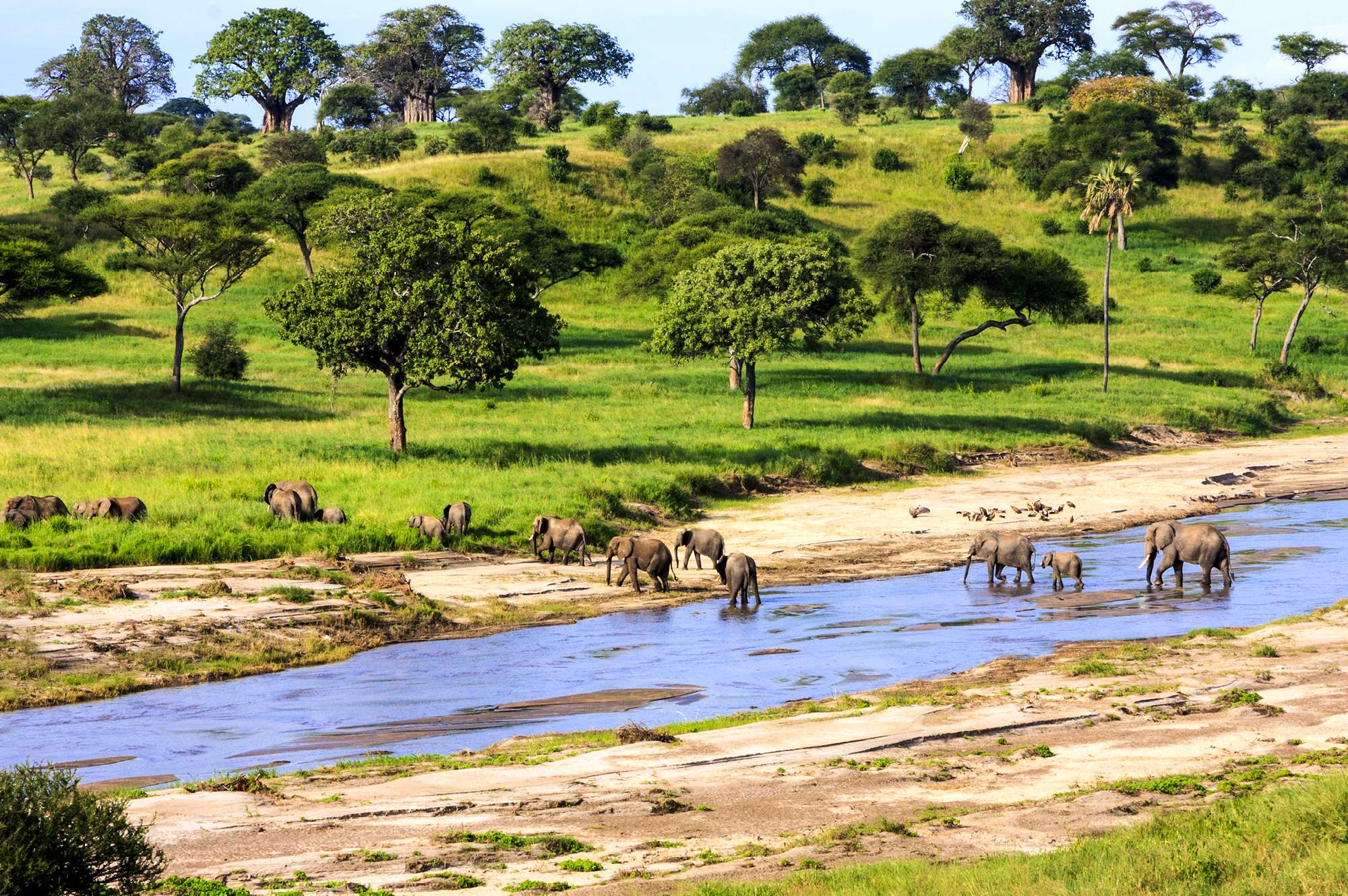 elephants crossing river stream