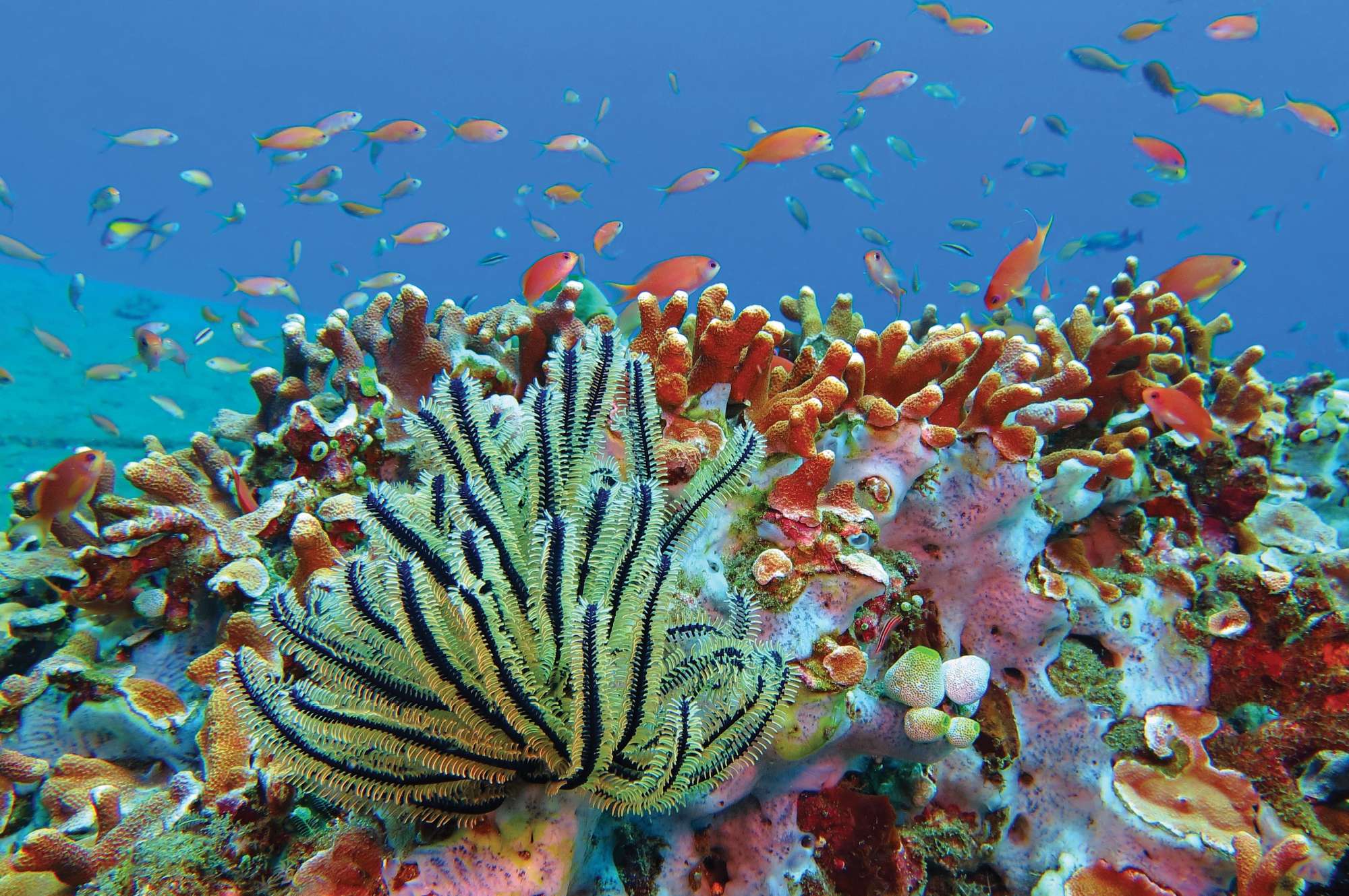 colorful tropical fish and coral reefs underwater view