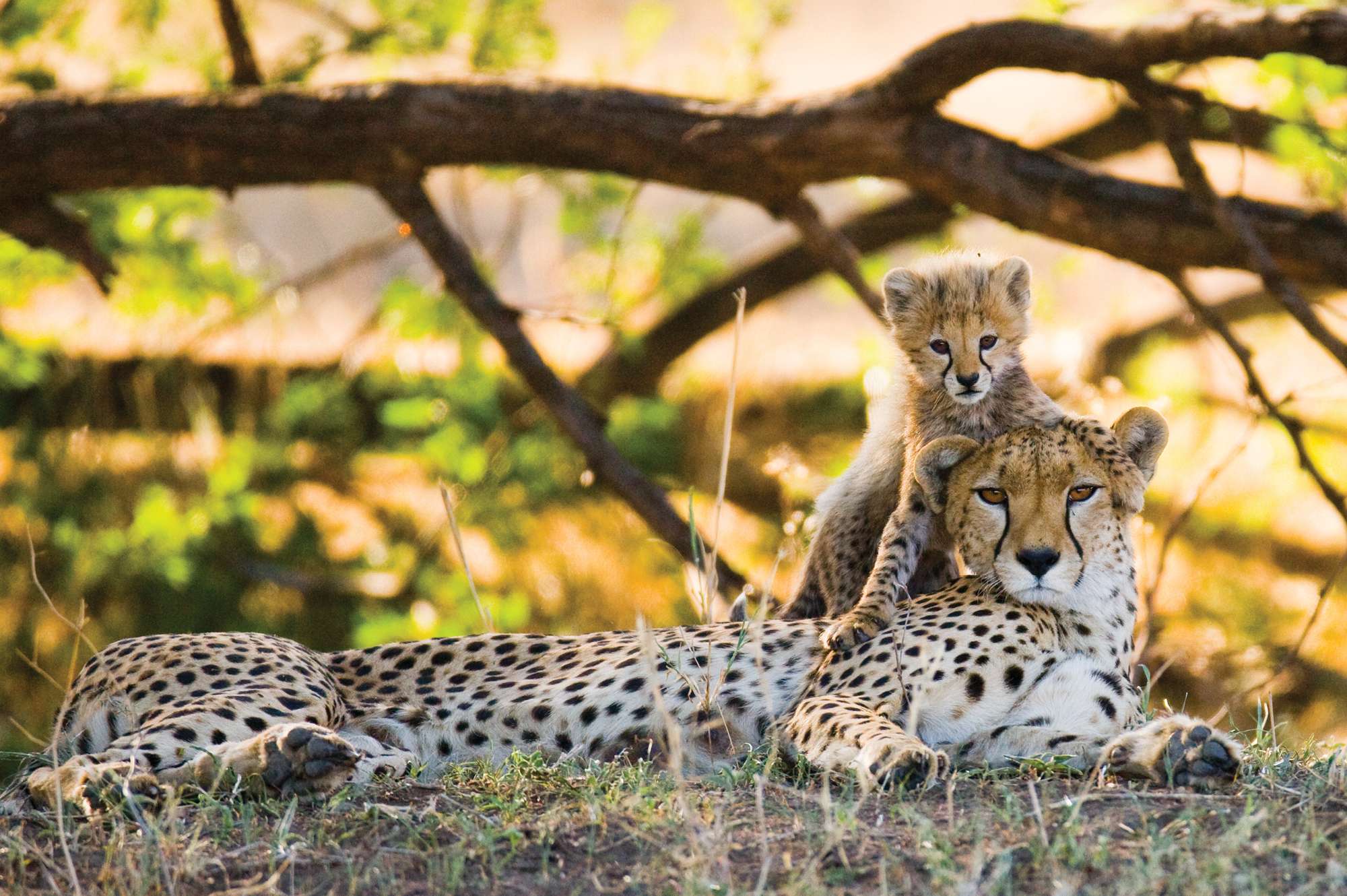 mother cheetah with cub relaxing 