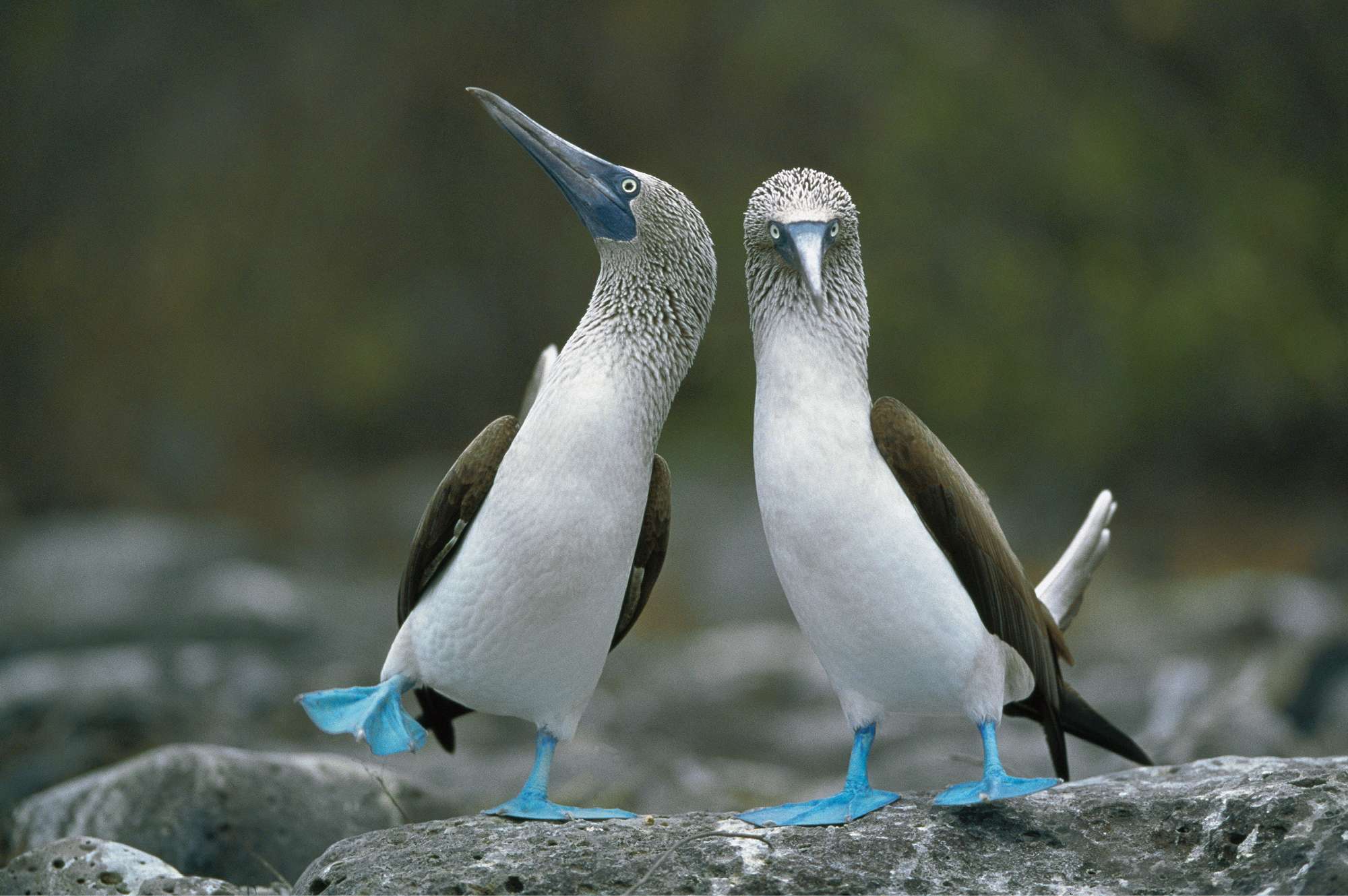 two blue-footed boobies dancing
