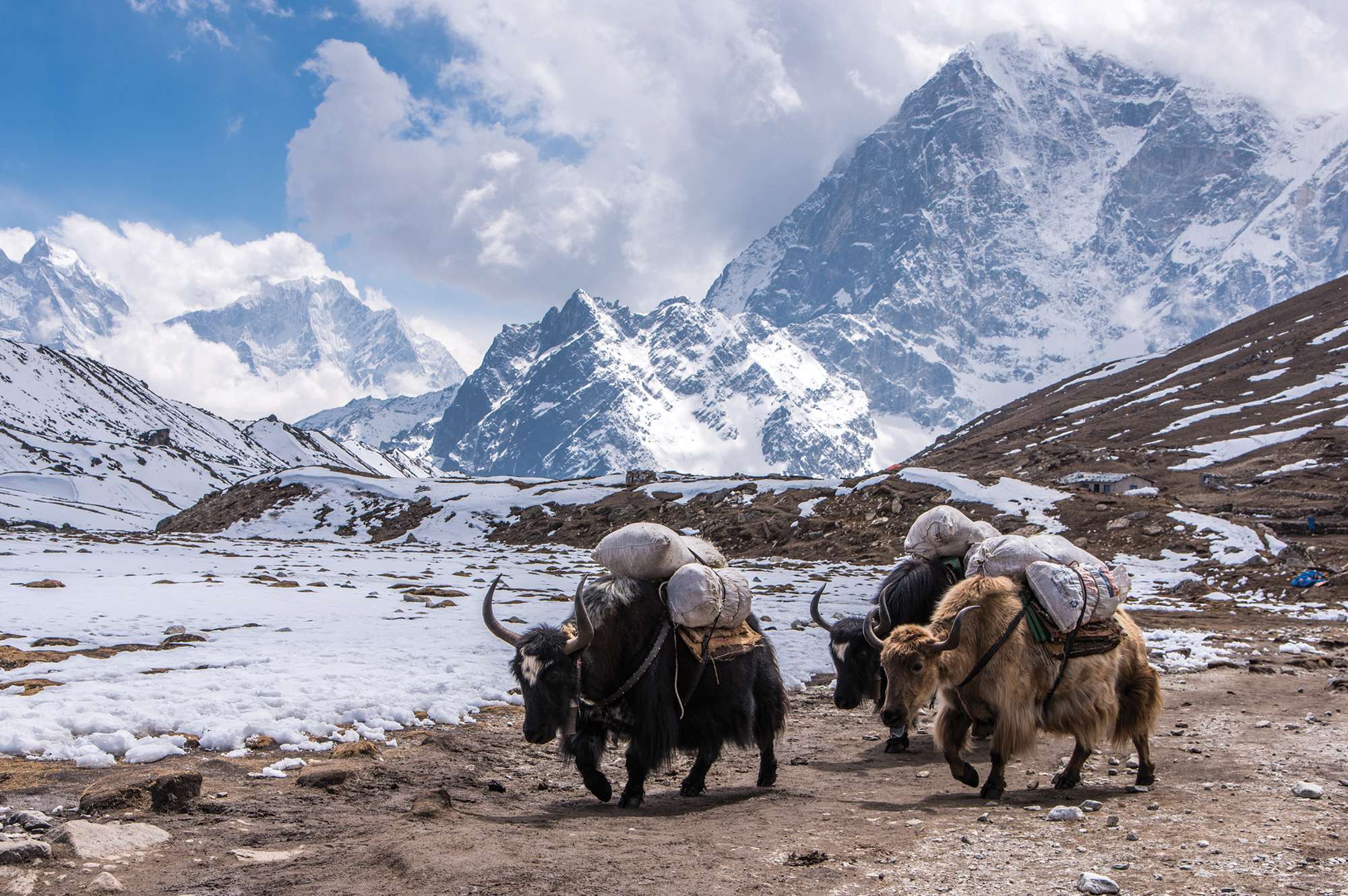 yak carrying luggage trekking through mountainside 