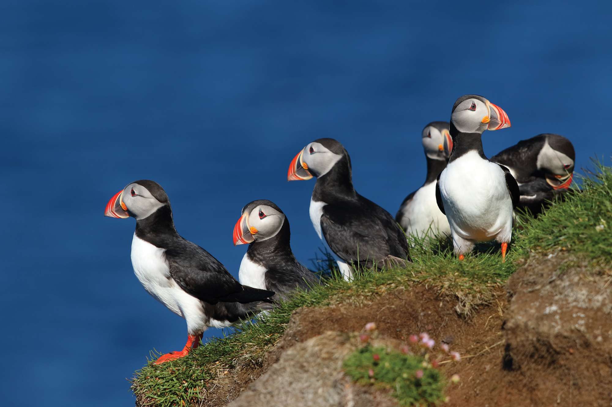 group of puffins on cliff overlooking sea