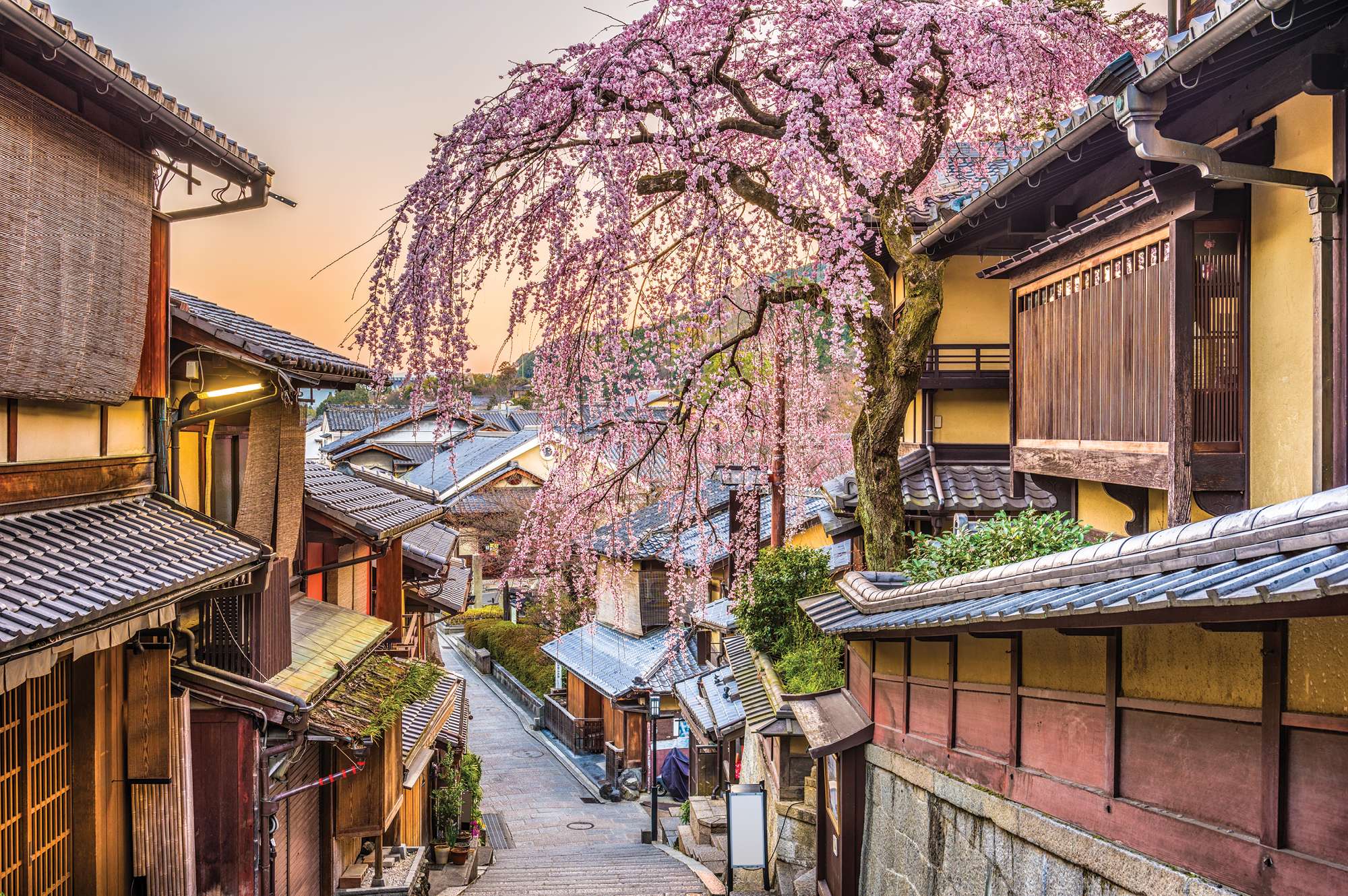 springtime view of street with cherry blossom trees