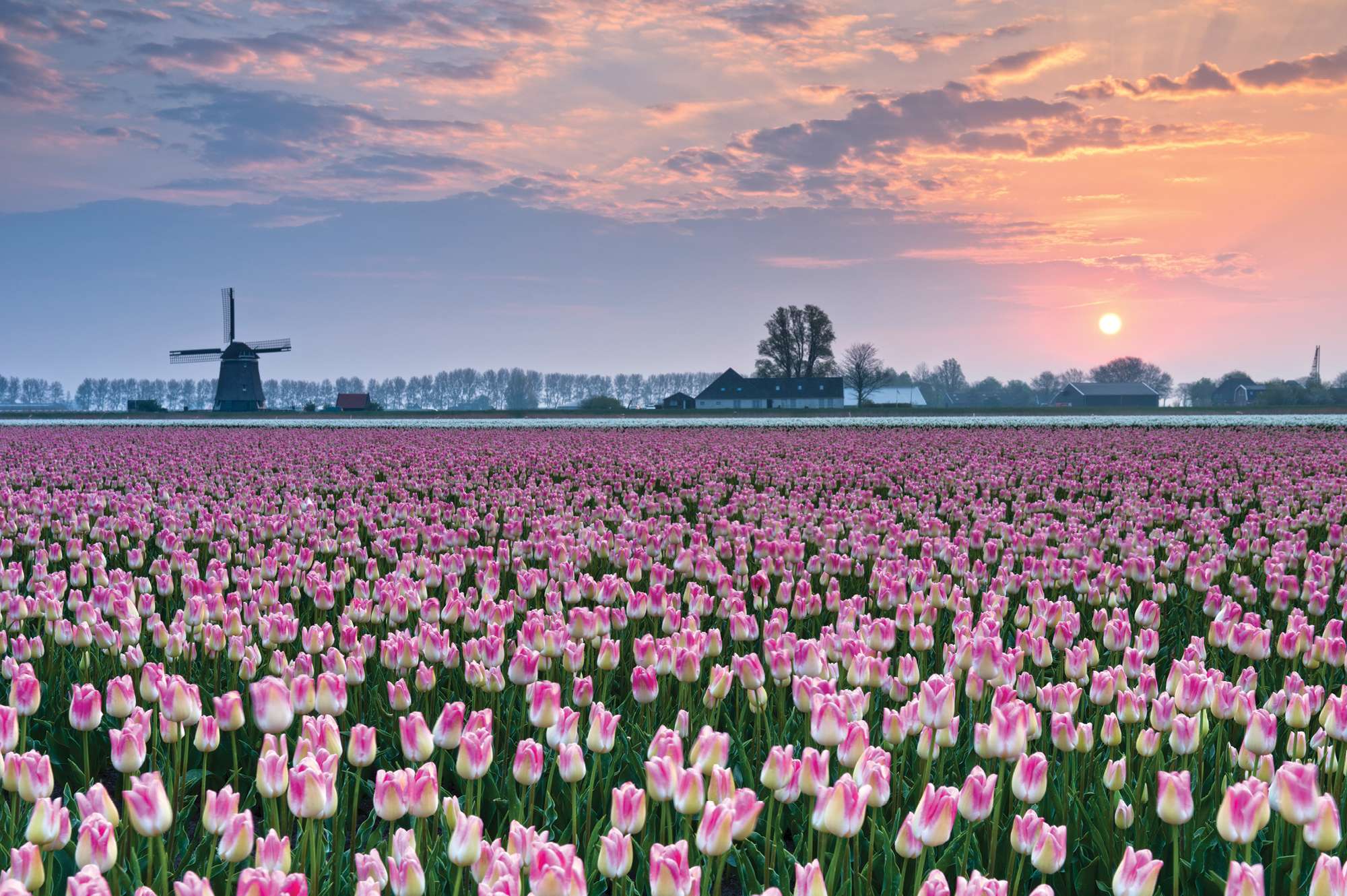 beautiful tulips with windmill in distance at sunrise