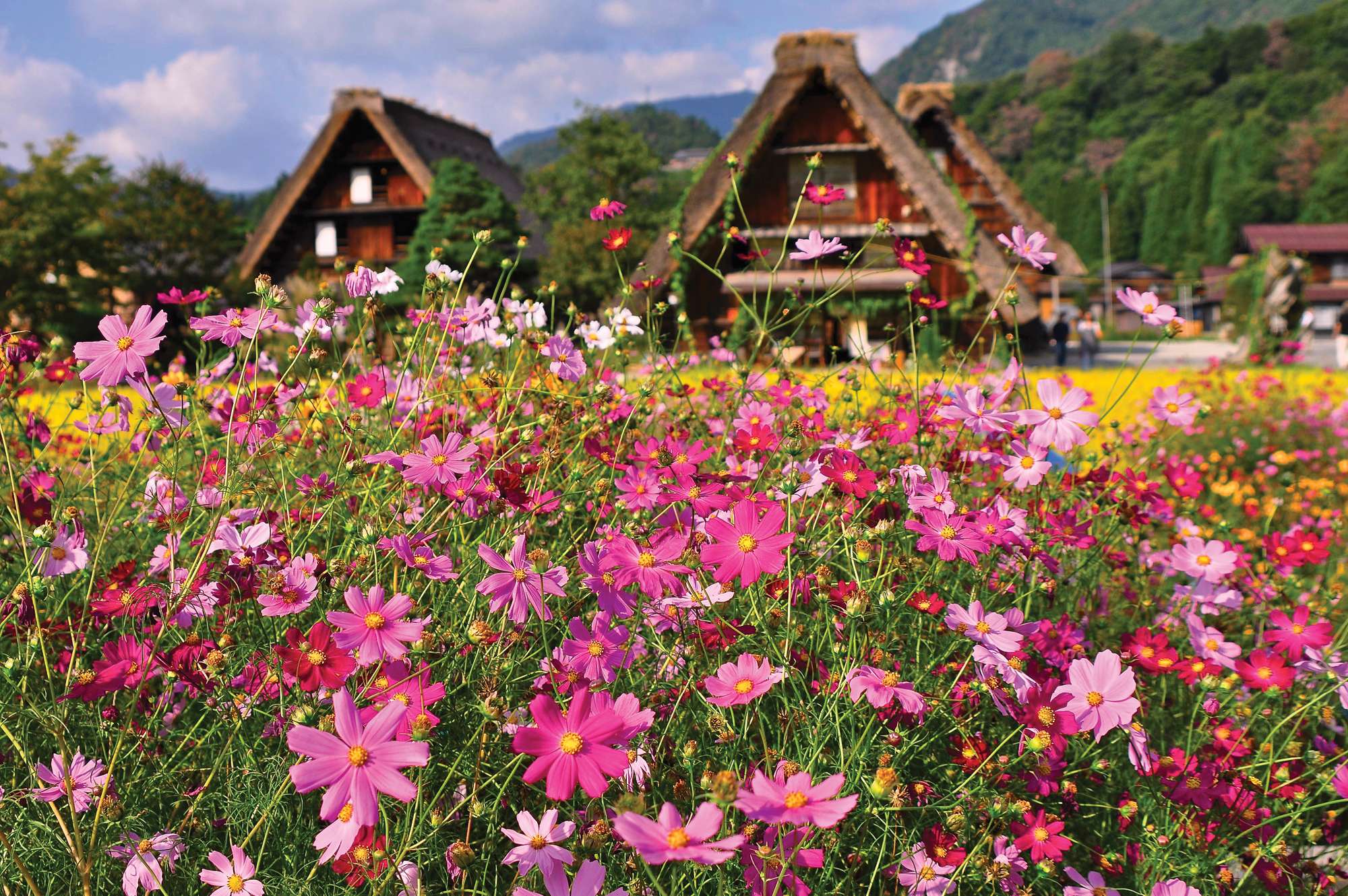 colorful flowers in foreground with village houses in distance