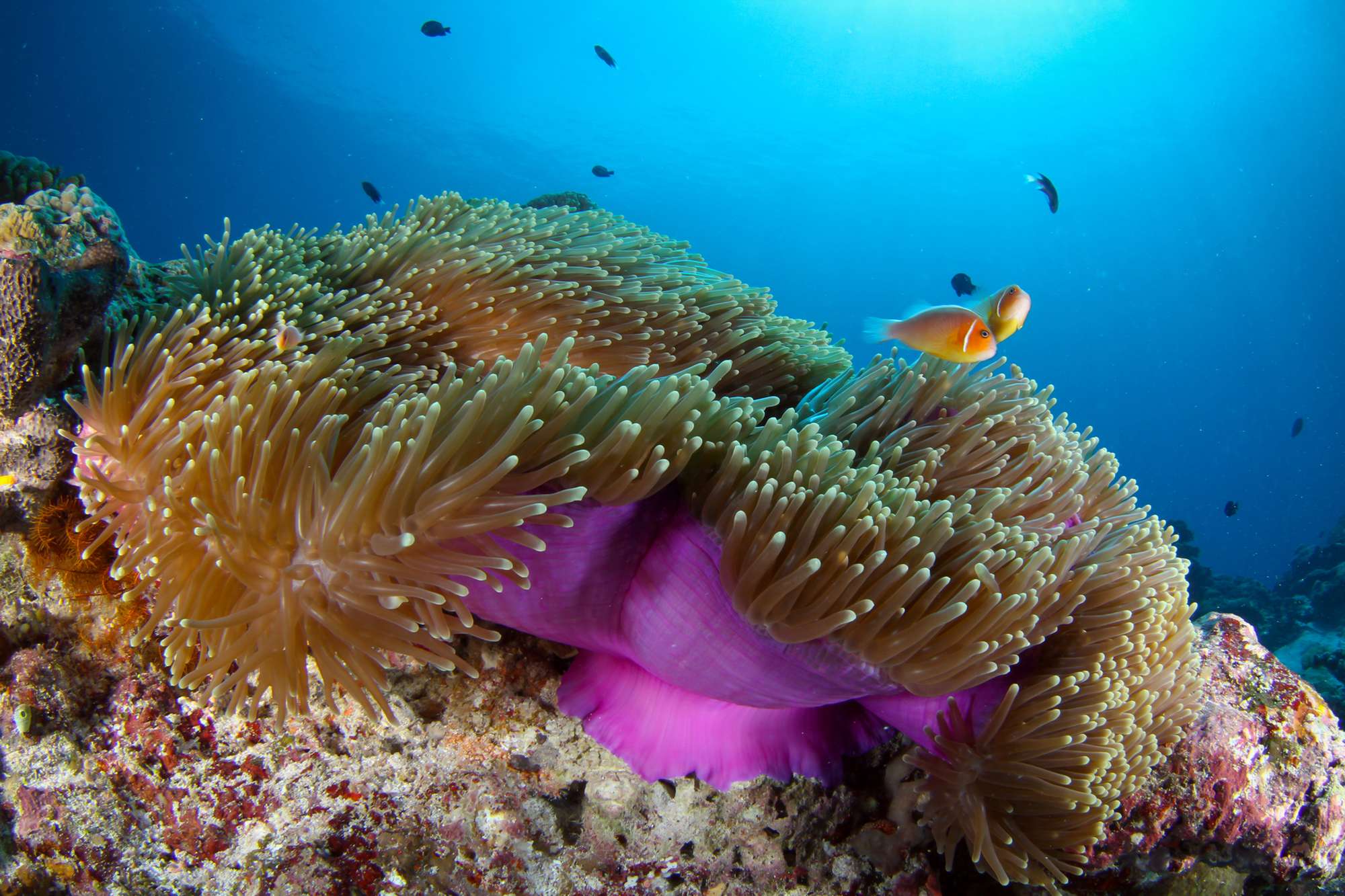 Underwater coral and fish