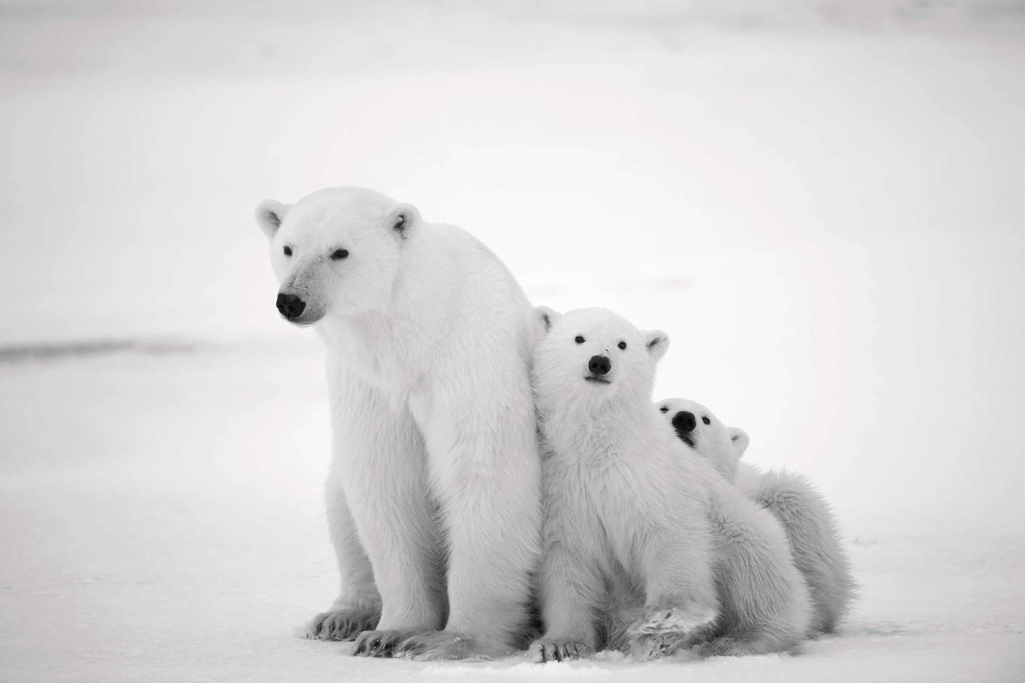 Polar bear with cubs