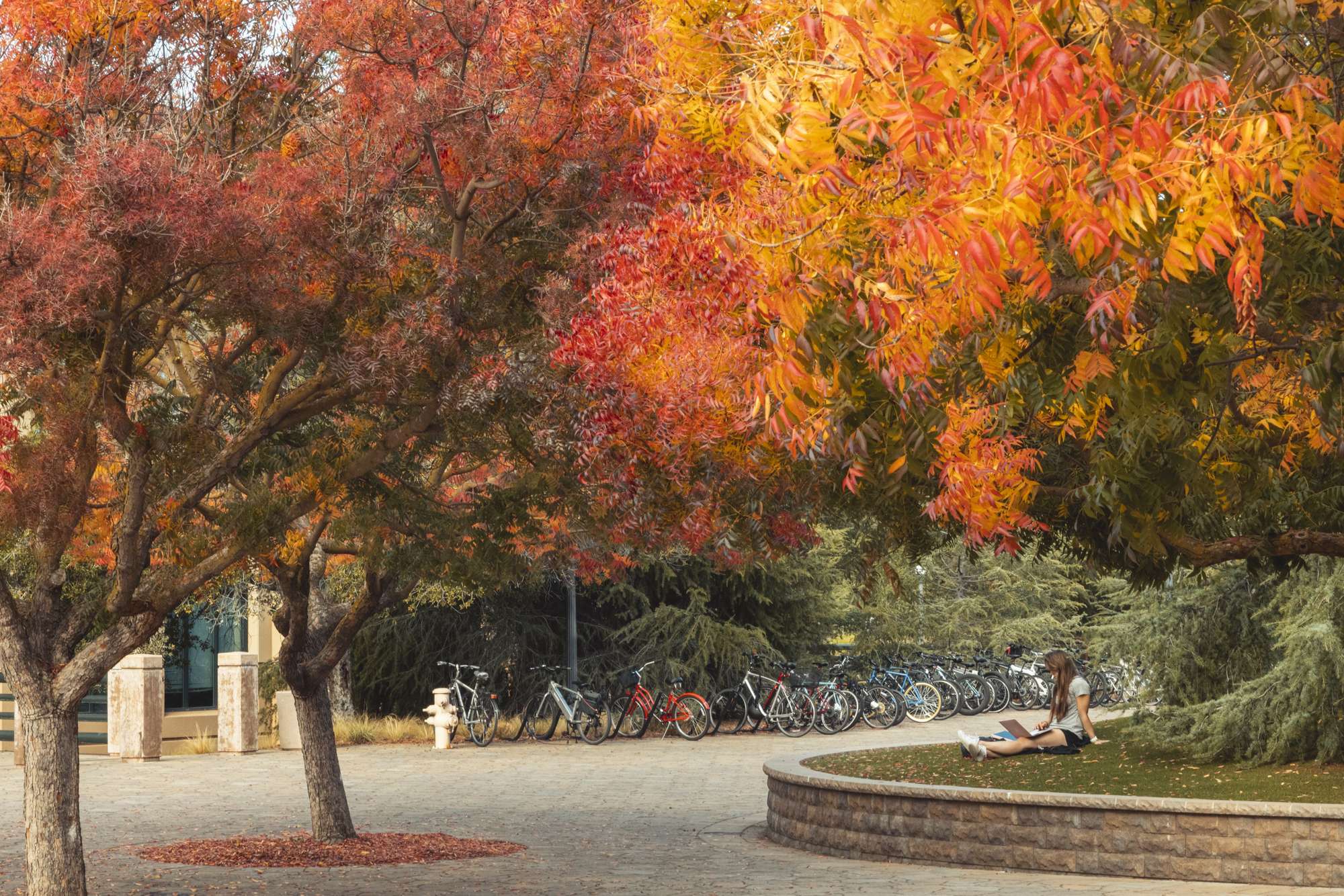 Trees with fall colors on the Stanford Campus