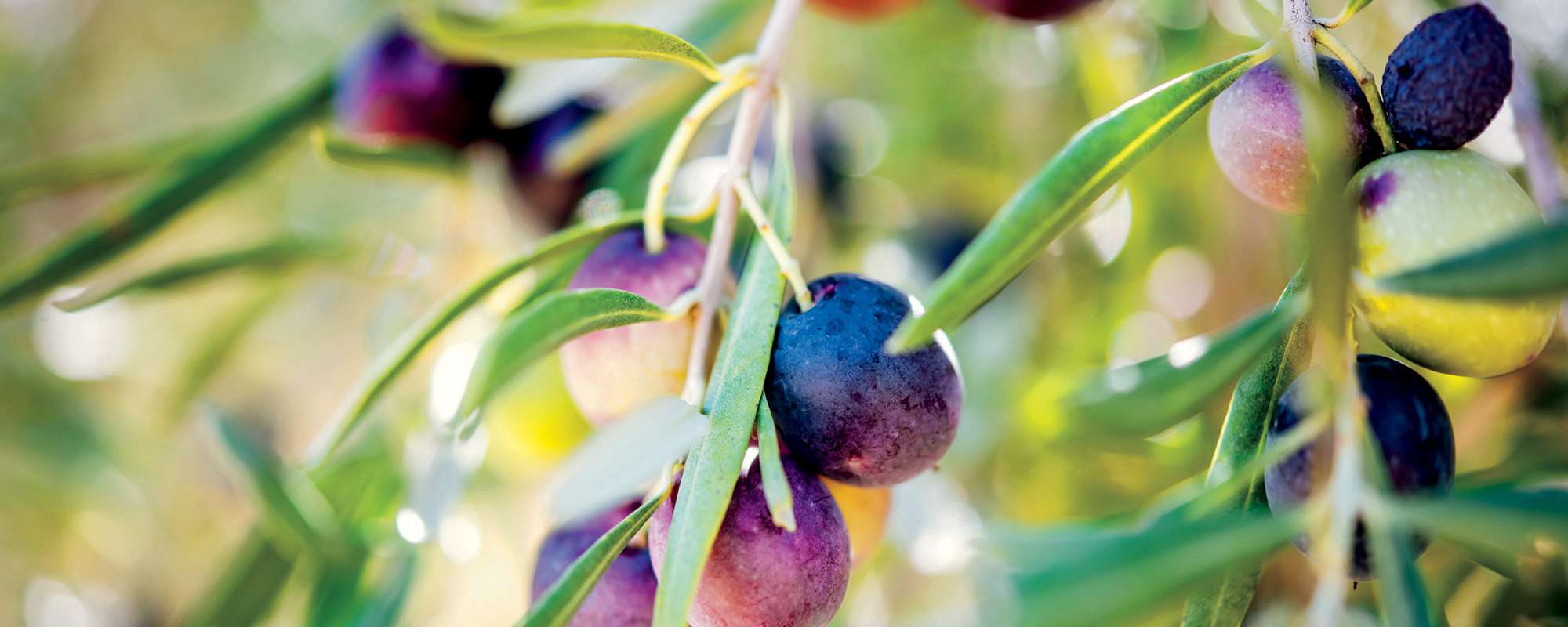 up close view of olives ready for harvesting