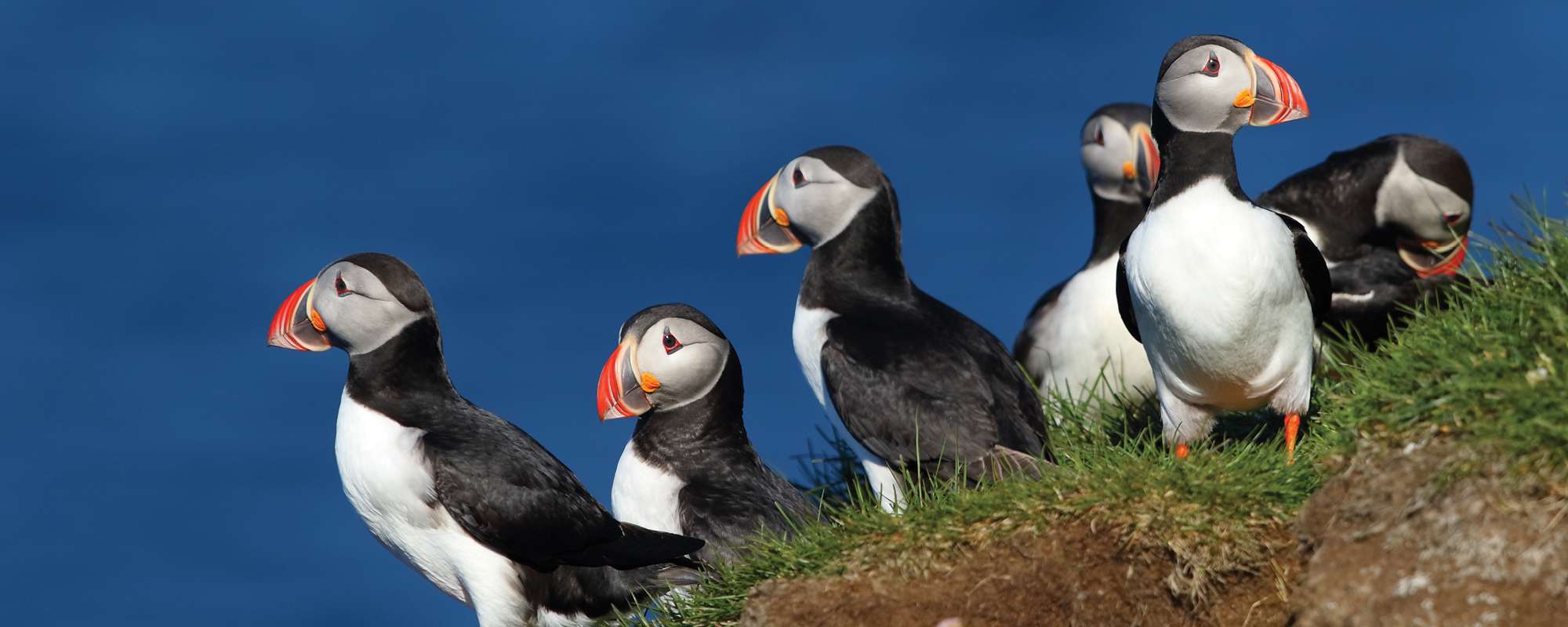 group of puffins on cliff overlooking sea