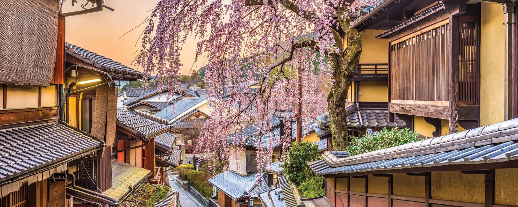 springtime view of street with cherry blossom trees