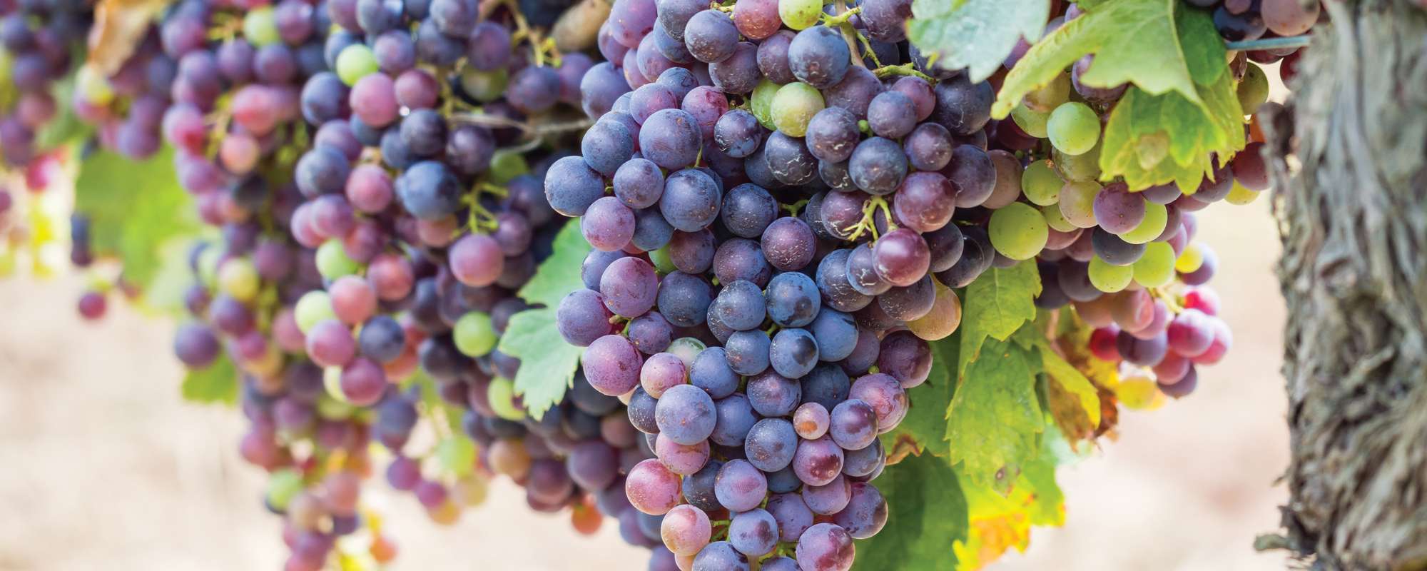 Bunches of cabernet sauvignon grapes growing in a vineyard in Bordeaux region, France
