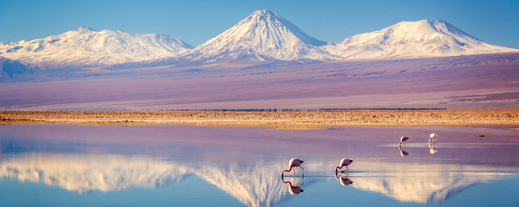 Snowy Licancabur volcano in Andes montains reflecting in the wate of Laguna Chaxa with Andean flamingos, Atacama salar, Chile